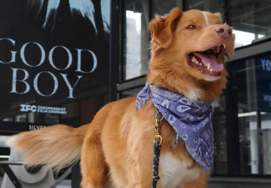 Por primera vez en la historia del cine, un perro es nominado en la categoría «Mejor actor»