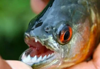 Se reportaron decenas de heridos por palometas en playa entrerriana