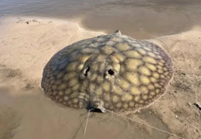 Capturan una raya de unos 100 kilos en un arroyo entrerriano