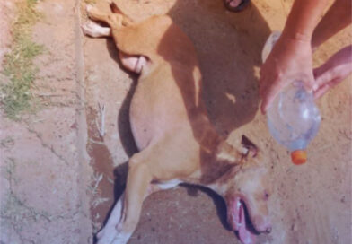 Buscan a la familia de un perro rescatado con sintomas compatibles con moquillo y solicitan un hogar de tránsito urgente