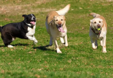 Argentina integra el top 10 de países con más perros del mundo