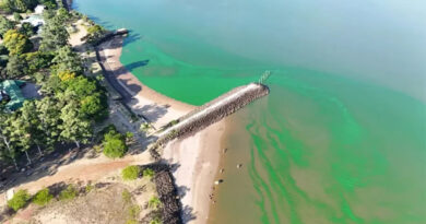 Preocupa el verdín y las playas clausuradas en el río Uruguay porque es la prueba de un río abandonado