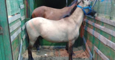 Secuestraron dos caballos tras desbaratar una carrera clandestina al oeste de Concordia