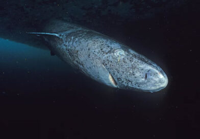 Por qué el tiburón de Groenlandia es el nuevo enigma de la biología del envejecimiento