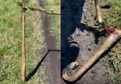 Estaba desmalezando un campo y pisó una yarará que tenía más de 20 crías