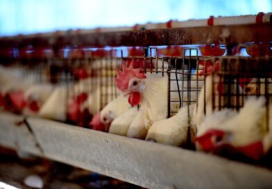 Un bajón de luz provocó la muerte de miles de pollos en una granja entrerriana