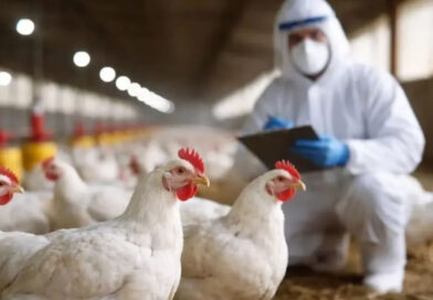 En Europa detectaron el primer caso de gripe aviar A en humanos