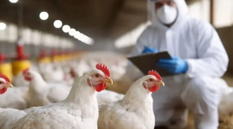 En Europa detectaron el primer caso de gripe aviar A en humanos