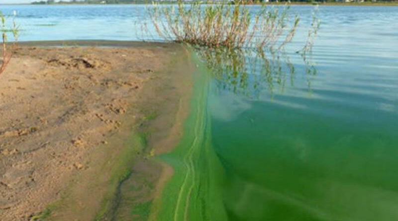 “No podemos arriesgar a las personas a meterse en ese verdín”: El Campeonato Entrerriano de Aguas Abiertas fue suspendido por el estado del lago de Salto Grande