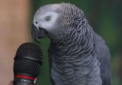 Murió a los 38 años Einstein, el loro que dominaba más de 200 palabras