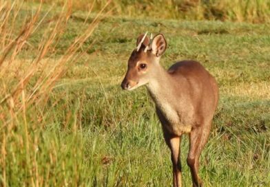 Presentan proyecto para declarar al mercosur libre de tráfico de fauna y trofeos de caza
