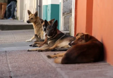 Día Mundial de los Animales Callejeros