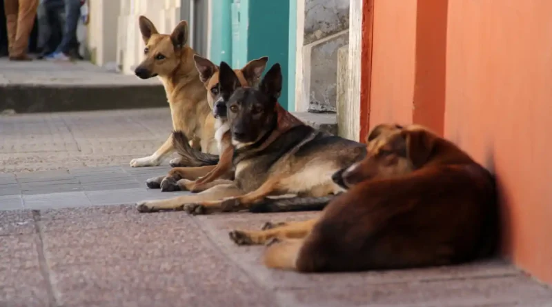 Día Mundial de los Animales Callejeros