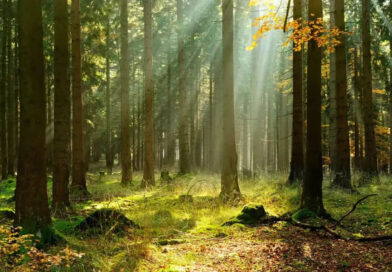 Alerta ambiental: El Planeta ya perdió más de un millón de componentes clave para el cuerpo humano