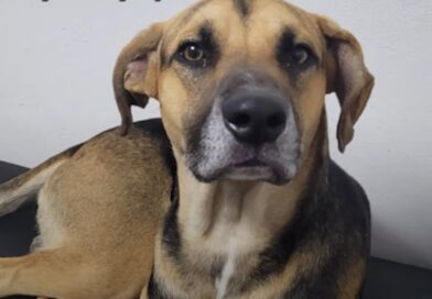 La historia de Arturo, el perro que esperó 25 días en el hospital a su dueño que había muerto