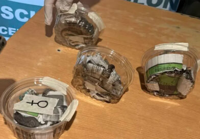 Rescataron seis crías de serpientes Boa constrictora que eran transportadas en encomienda