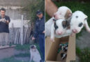 Rescataron a una perra y seis cachorros tras un allanamiento por una denuncia por maltrato animal