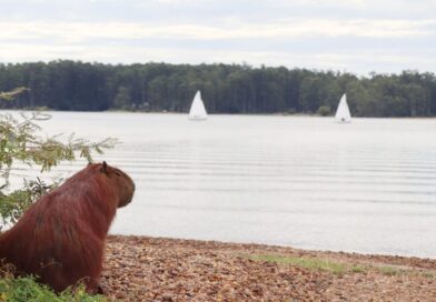 Se termina la «tregua» primaveral: la semana comienza con lluvias e inestabilidad en la región de Salto Grande