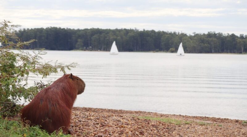 Se termina la «tregua» primaveral: la semana comienza con lluvias e inestabilidad en la región de Salto Grande