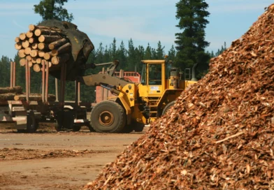Construirán en Corrientes una megaplanta de celulosa que impactará en la producción forestal de toda la región