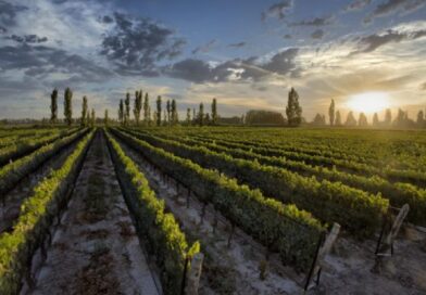 Mendoza se consagra en el «Mundial del vino» y reafirma su liderazgo global