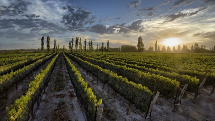 Mendoza se consagra en el «Mundial del vino» y reafirma su liderazgo global