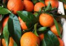 LA MUNICIPALIDAD Y EL SENASA CAPACITARÁN SOBRE LA IMPORTANCIA DE EVITAR LA COMERCIALIZACIÓN DE CITRUS CON HOJAS
