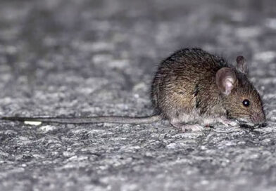 BROMATOLOGÍA EMITIÓ RECOMENDACIONES PARA PREVENIR EL HANTAVIRUS
