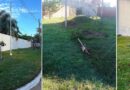 VANDALISMO CONTRA EL ARBOLADO URBANO Y CARTELERÍA PÚBLICA