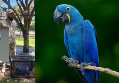 La Provincia fortalece la conservación de fauna junto a la Fundación Tekove Mymba
