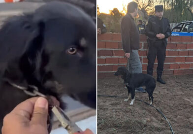 Tras una denuncia, una perra encadenada y en delicado estado fue rescatada