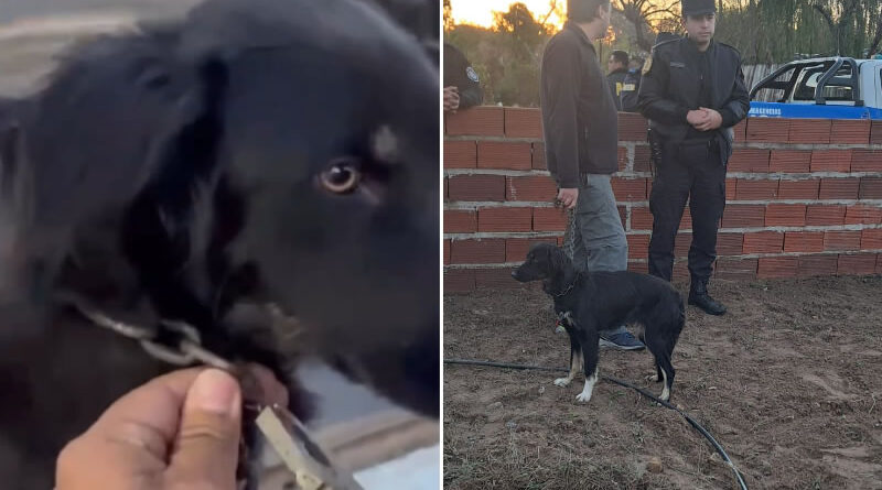 Tras una denuncia, una perra encadenada y en delicado estado fue rescatada