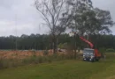 Un árbol cayó sobre una línea de media tensión y dejó sin luz a dos localidades