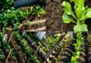 CONCORDIA FORTALECE LAS POLÍTICAS DE PRODUCCIÓN SUSTENTABLE CON EL NUEVO PROGRAMA DE HUERTAS AGROECOLÓGICAS INTEGRADAS