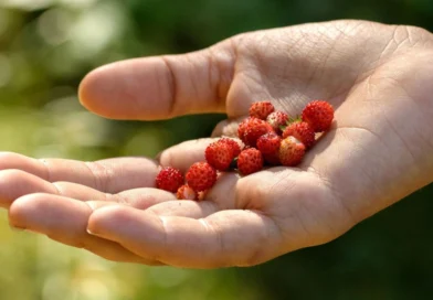 Desde la UNER proponen revalorizar el uso de plantas silvestres comestibles
