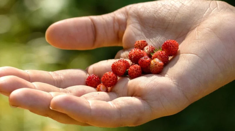 Desde la UNER proponen revalorizar el uso de plantas silvestres comestibles