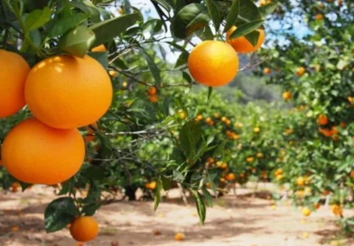 Citricultores entrerrianos asegura que “vender una naranja cuesta más de lo que pagan”