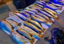 Decomisaron casi 500 kilos de pescado ilegal que tenían como destino Concordia