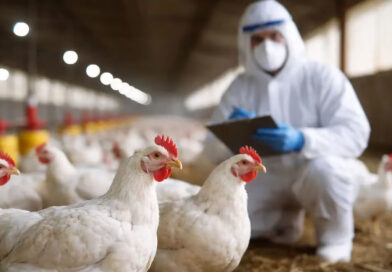 Gripe aviar: la Argentina vuelve a exportar carne de pollo a Chile y Perú tras superar los controles sanitarios