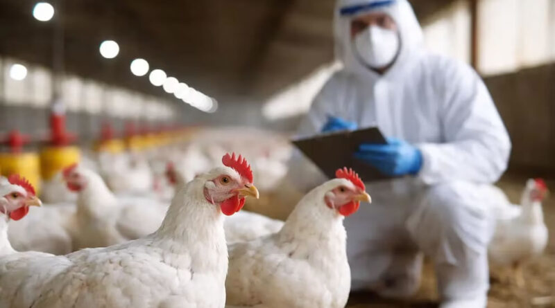 Gripe aviar: la Argentina vuelve a exportar carne de pollo a Chile y Perú tras superar los controles sanitarios