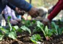CAPACITACIÓN EN HUERTAS Y ALIMENTACIÓN SALUDABLE PARA PERSONAS MAYORES
