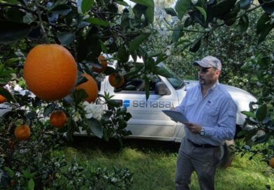 La enfermedad más devastadora de los cítricos ya afecta a más de 80 quintas en la región de Salto Grande