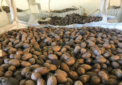 Pecaneros lograron volúmenes productivos mayores a la temporada anterior
