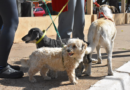 EL PROGRAMA DE ESTERILIZACIONES ATENDERÁ EN EL BARRIO PARQUE FERRÉ SUR