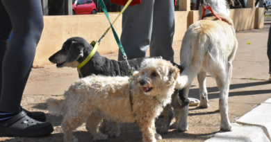 EL PROGRAMA DE ESTERILIZACIONES ATENDERÁ EN EL BARRIO PARQUE FERRÉ SUR