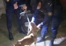 Rescataron en Concordia a una perra que era víctima de maltrato animal