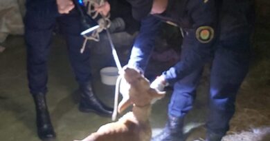 Rescataron en Concordia a una perra que era víctima de maltrato animal