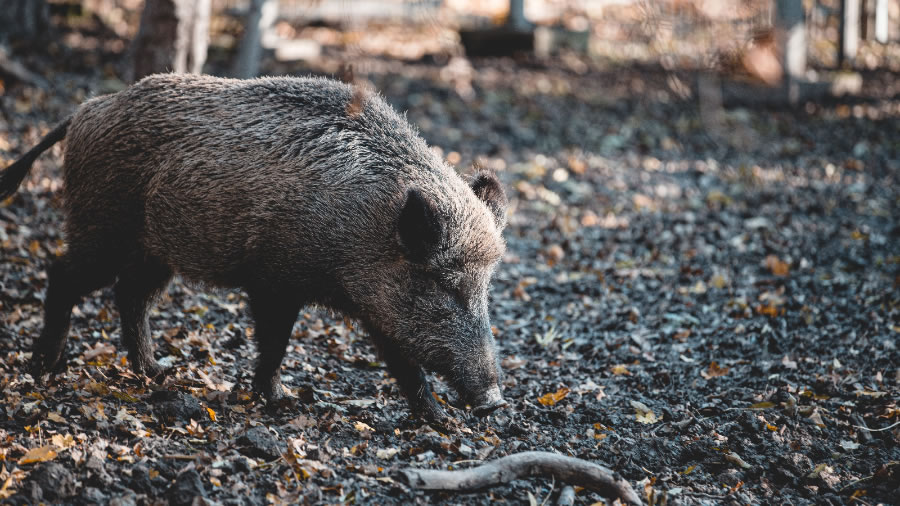 Triquinosis: Veterinaria Municipal reforzó las recomendaciones para prevenir contagios
