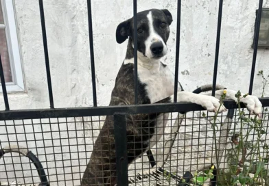 La policía rescató a dos perros en estado de desnutrición en Concordia