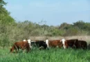 Entre Ríos recuperó 124.000 hectáreas de tierras fiscales